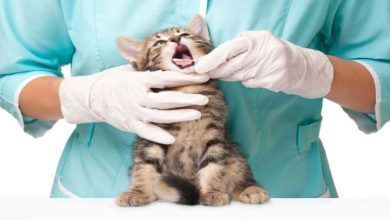 Career Prospects after a Bachelor of Veterinary Science What You Need to Know
