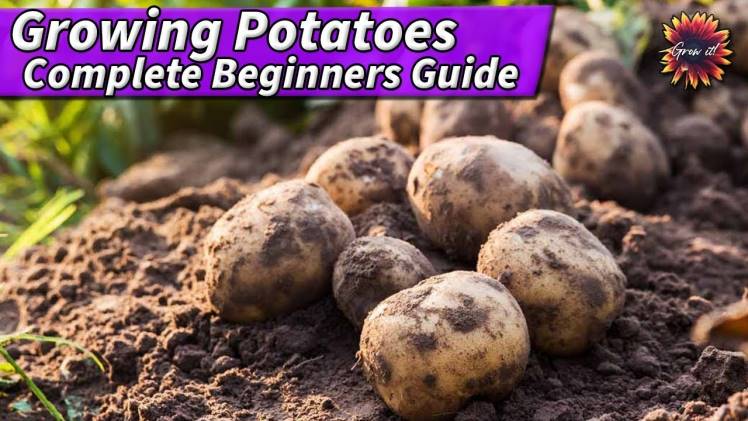 Growing Potatoes 101 Guide
