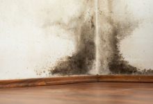 Black Mold Myths vs. Facts and How to Deal with It